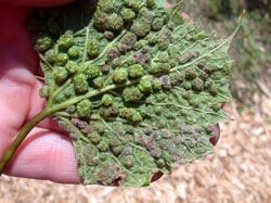 Phylloxera leaf galls on grape leaf.